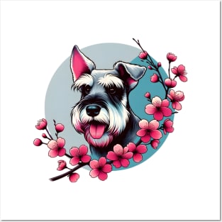 Standard Schnauzer Welcomes Spring with Cherry Blossoms Posters and Art